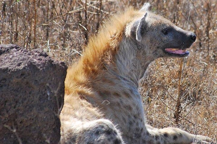 4-Day Camping Safari in the Serengeti — Big Five Adventure from Moshi photo 4