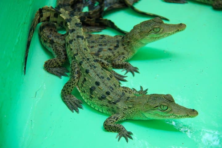 Huatulco to Mazunte and La Ventanilla Wildlife Day Trip photo 5