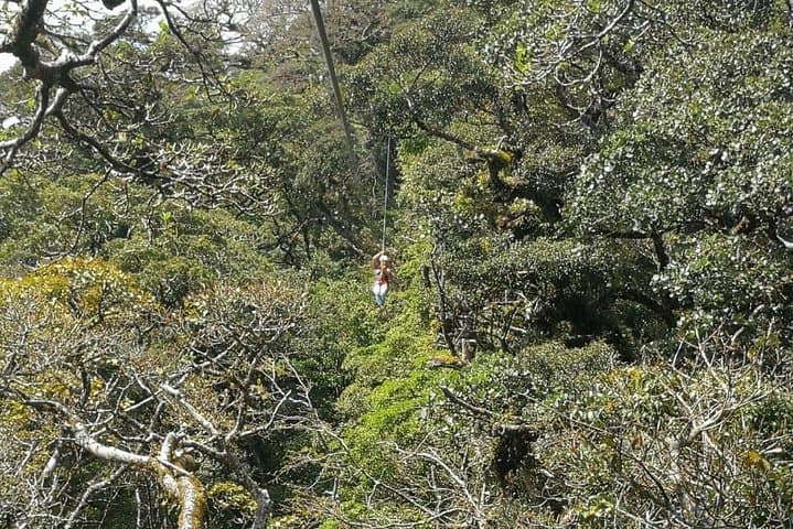 Monteverde Canopy Tour: Zipline, Rappel & Hollow-Tree Ladder Adventure photo 3