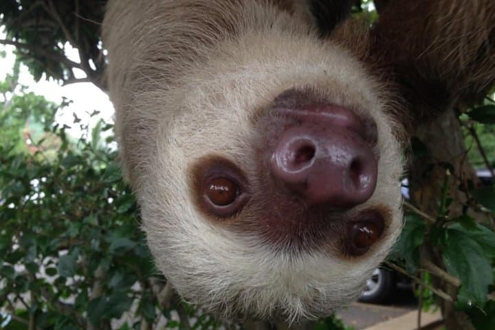 Panama City BioTour: Rainforest Hike, Biomuseo & Punta Culebra Day Trip photo 4