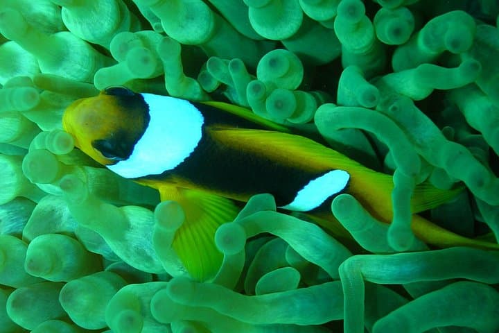Blue Hole to Ras Abu Galum: Dahab Blue Lagoon Snorkeling Day Trip photo 3