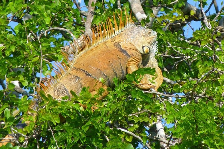 Lamanai Maya Ruins & New River Wildlife Adventure from Belize City photo 3