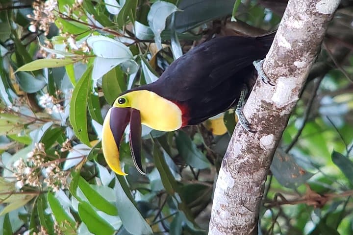 Arenal Hanging Bridges and Volcano Walk at Mistico Park — La Fortuna Adventure photo 3