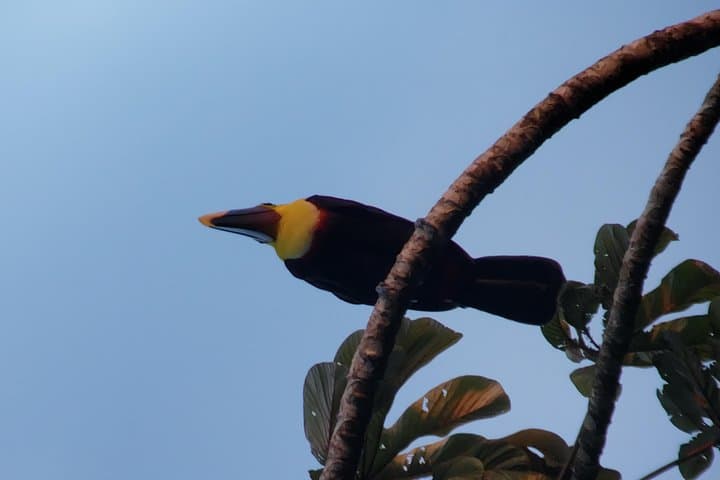 Arenal Hanging Bridges and Volcano Walk at Mistico Park — La Fortuna Adventure photo 4