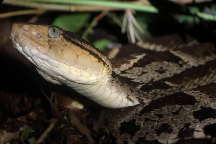 Manuel Antonio Night Jungle Tour: Guided Nocturnal Wildlife Search photo 4