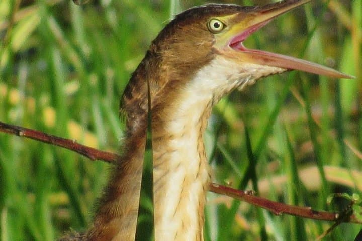 Birding Pipeline Road: Panama’s Premier Day-Trip for Tropical Birds photo 4