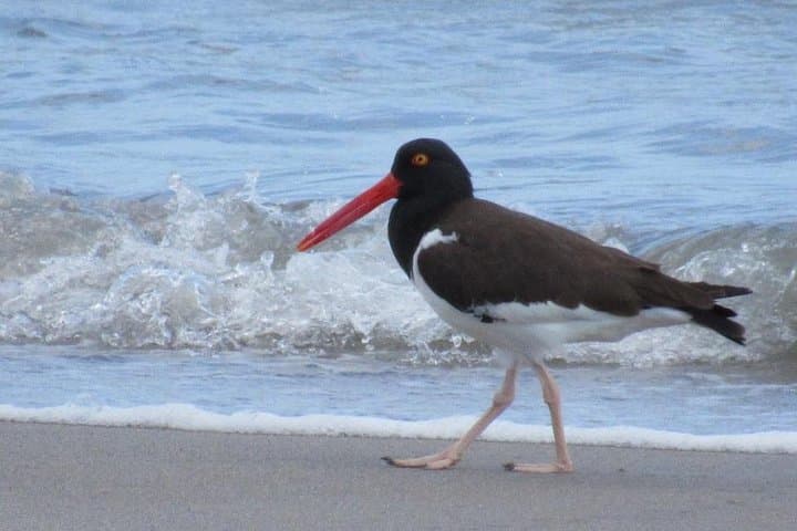 Birding Pipeline Road: Panama’s Premier Day-Trip for Tropical Birds photo 5