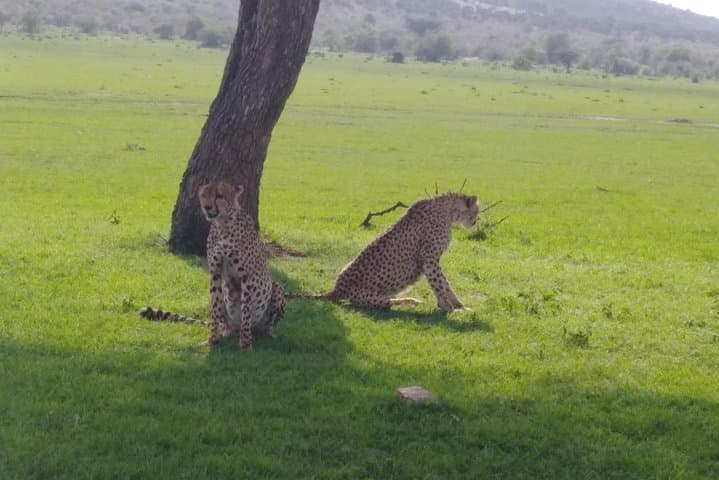 Inside Nairobi National Park: Kenya’s Urban Wildlife Frontier