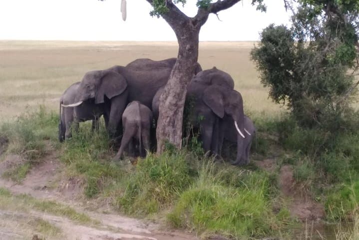 Inside Nairobi National Park: Kenya’s Urban Wildlife Frontier photo 2