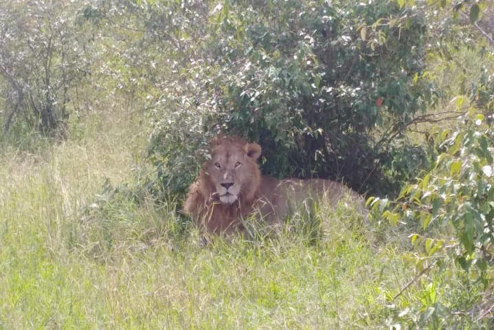 Inside Nairobi National Park: Kenya’s Urban Wildlife Frontier photo 3