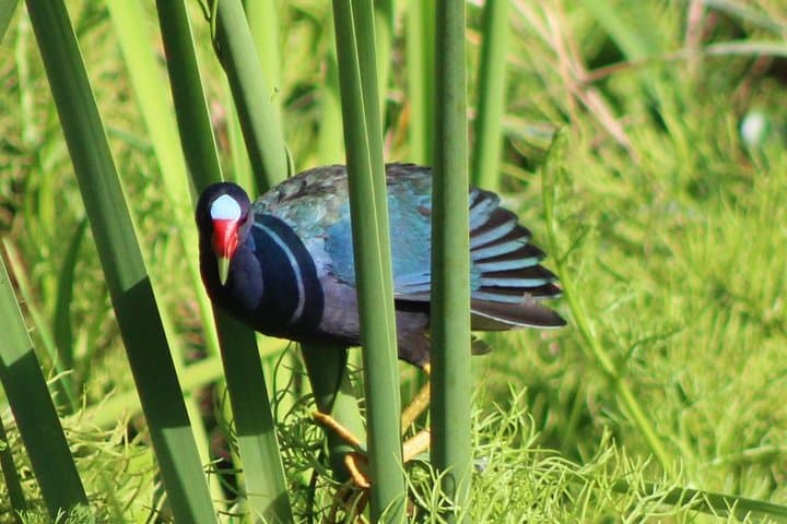 Birding Pipeline Road: Panama’s Premier Day-Trip for Tropical Birds