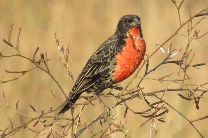 Birding Pipeline Road: Panama’s Premier Day-Trip for Tropical Birds photo 3