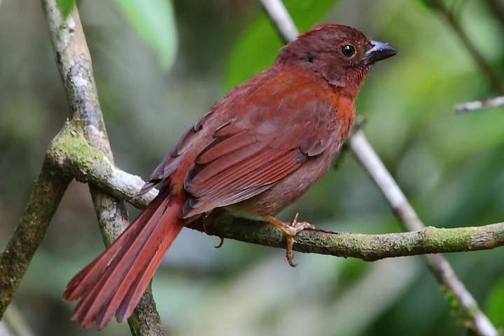 Birding Metropolitan Natural Park: Guided Birdwatching Near Panama City photo 2
