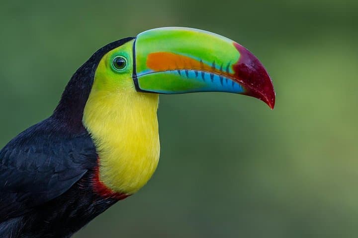Birding Metropolitan Natural Park: Guided Birdwatching Near Panama City photo 3