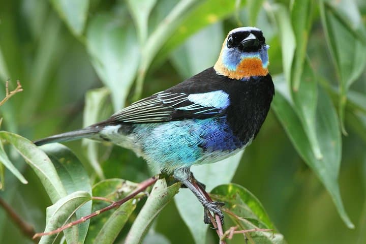 Birding Metropolitan Natural Park: Guided Birdwatching Near Panama City