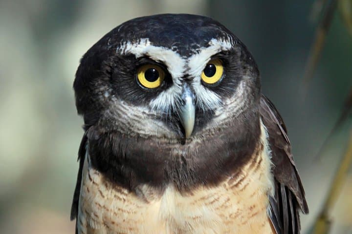 Achiote Road Birding from Colón Port — Full-Day Birdwatching Tour