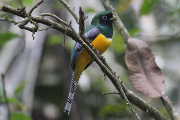 Achiote Road Birding from Colón Port — Full-Day Birdwatching Tour photo 2