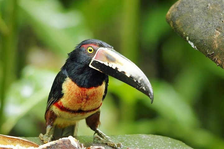 Achiote Road Birding from Colón Port — Full-Day Birdwatching Tour photo 3