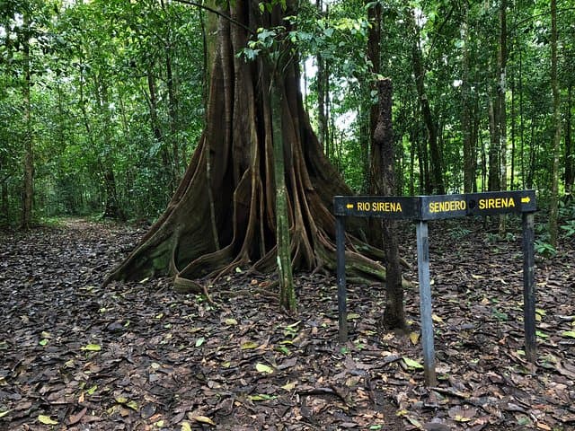 Sirena Station Corcovado One-Day Wildlife Hike from Quepos photo 6