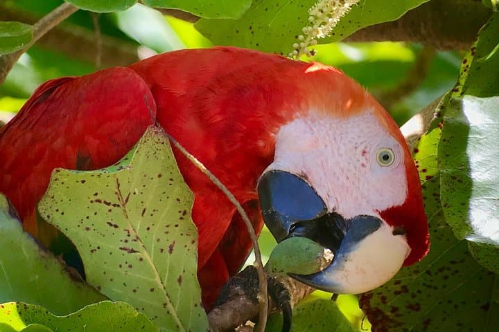 Sirena Station Corcovado One-Day Wildlife Hike from Quepos photo 4