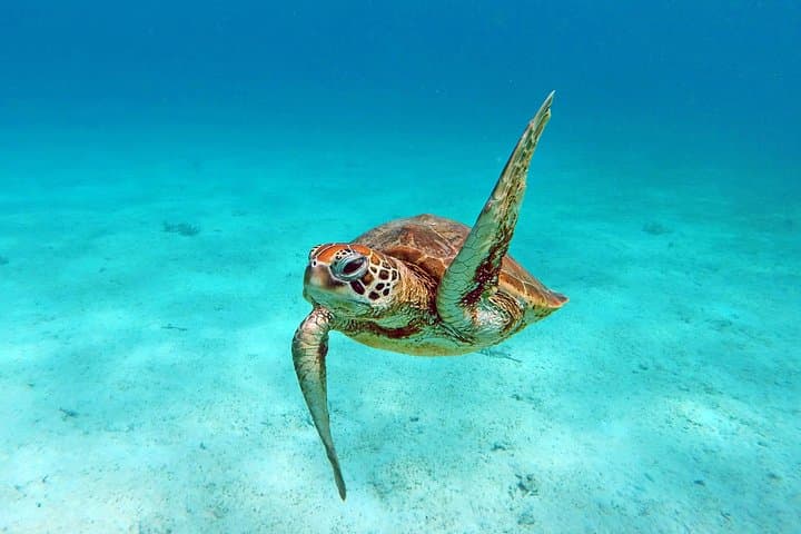 Amedee Lighthouse Day Trip from Nouméa: Glass-Bottom Tours, Snorkeling & 247-Step Lighthouse Climb photo 3