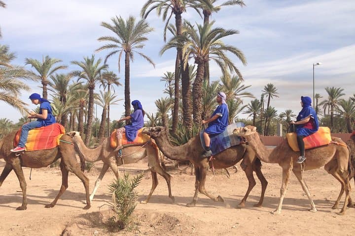 Camel Ride in Marrakech Palmeraie: Palm Grove Safari & Berber Experience