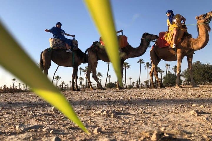 Sunset Camel Ride in Marrakech's Palmeraie: Dromedary Ride & Berber Tea Experience photo 4