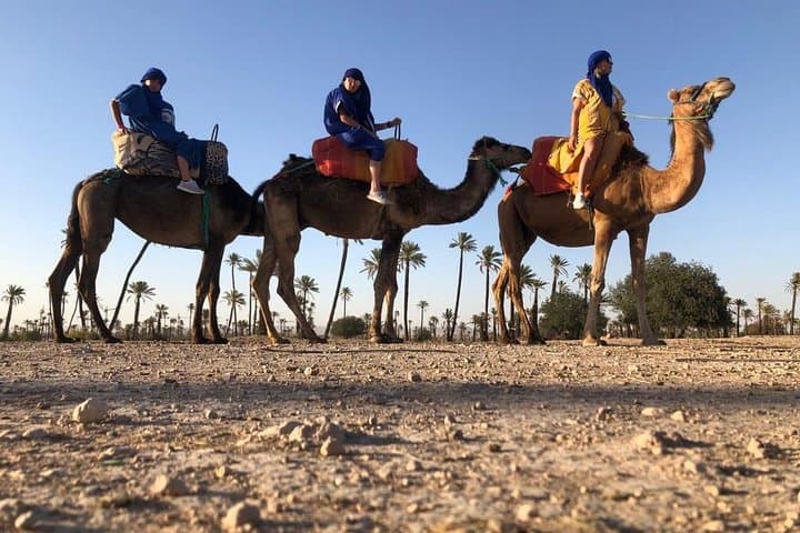 Sunset Camel Ride in Marrakech's Palmeraie: Dromedary Ride & Berber Tea Experience