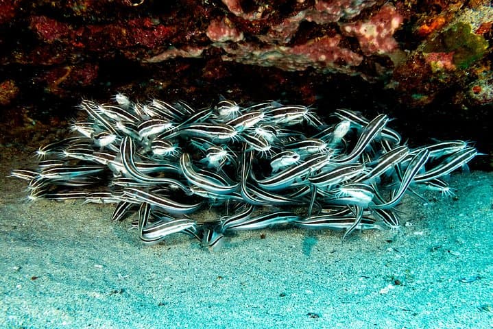 Mauritius Discover Scuba: Your First Bubbles Off Grand Baie photo 4