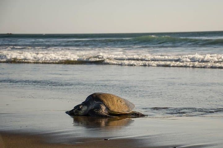 Corozalito Turtle Nesting Tour — Night Beach Walk to See Sea Turtles in Costa Rica