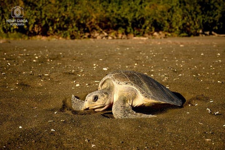 Corozalito Turtle Nesting Tour — Night Beach Walk to See Sea Turtles in Costa Rica photo 2