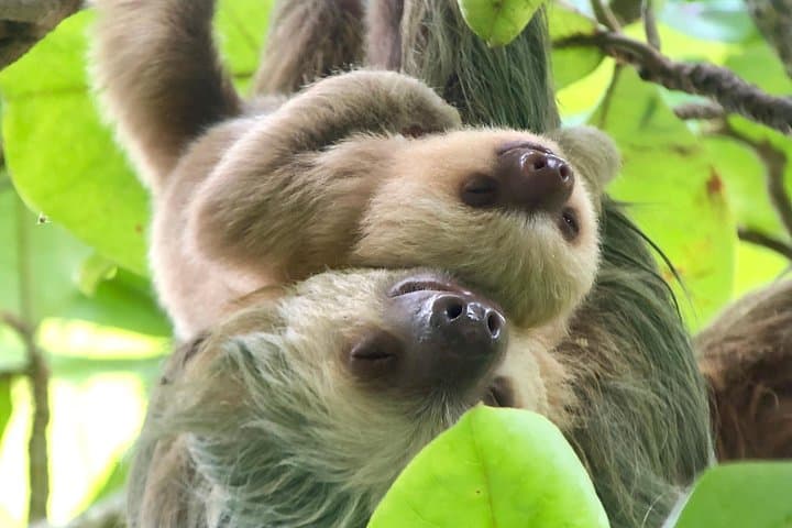 Manuel Antonio National Park Guided Tour: Private Custom Wildlife & Beach Excursions photo 3