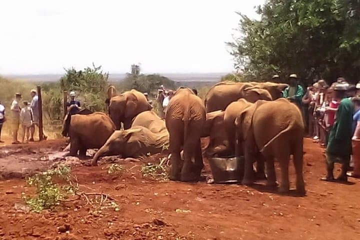 Explore Nairobi National Park and Cultural Highlights: Wildlife, Giraffes, and Kenyan Traditions in a Day Tour photo 6