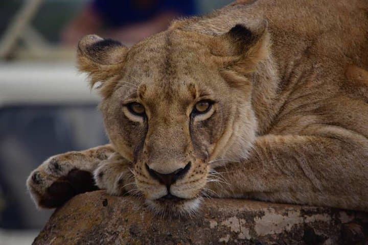 Exploring Nairobi National Park: A 5-Hour Safari on the City's Edge photo 6