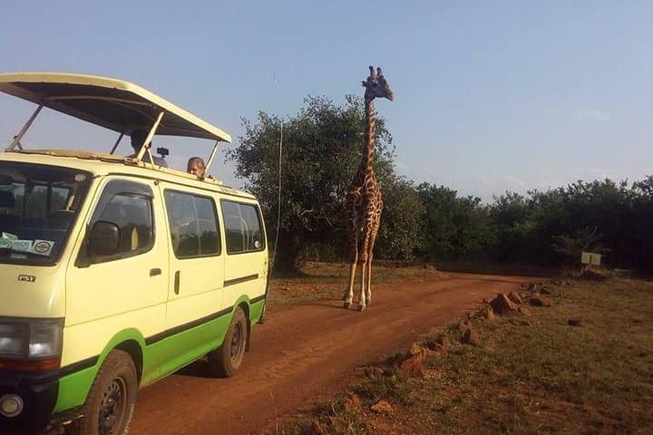 Lake Nakuru Day Safari from Nairobi — Rhinos, Flamingos & Rift Valley Views photo 3