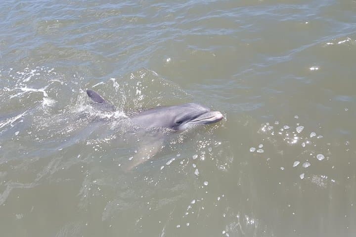Private 2-Hour Dolphin Watching Sail from Skull Creek Marina, Hilton Head photo 6