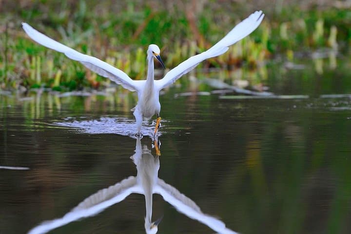 Private Wetland Trek at Pantanos de Villa — Chorrillos Birdwatching Near Lima