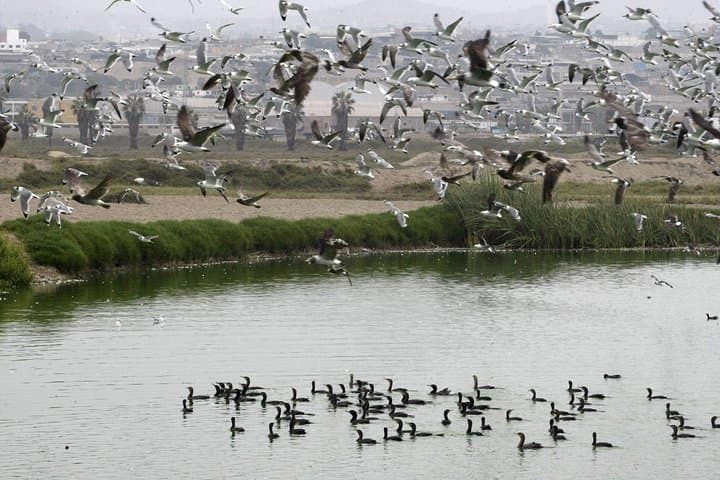 Private Wetland Trek at Pantanos de Villa — Chorrillos Birdwatching Near Lima photo 2