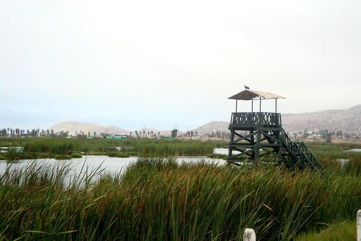 Private Wetland Trek at Pantanos de Villa — Chorrillos Birdwatching Near Lima photo 3