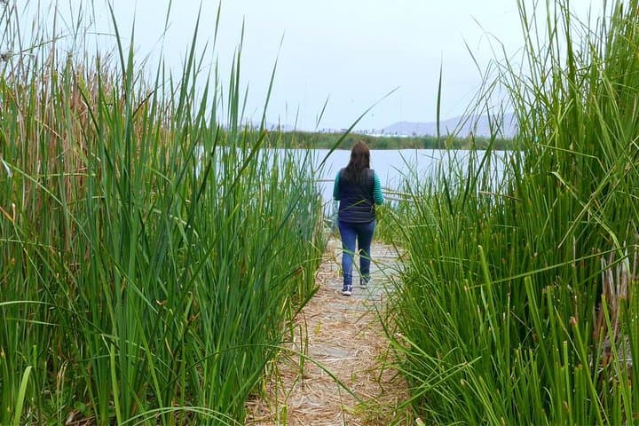 Private Wetland Trek at Pantanos de Villa — Chorrillos Birdwatching Near Lima photo 5