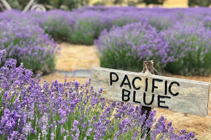 Kangaroo Island Shore Excursion: Lavender, Gin & Coastal Tastings from Penneshaw photo 6