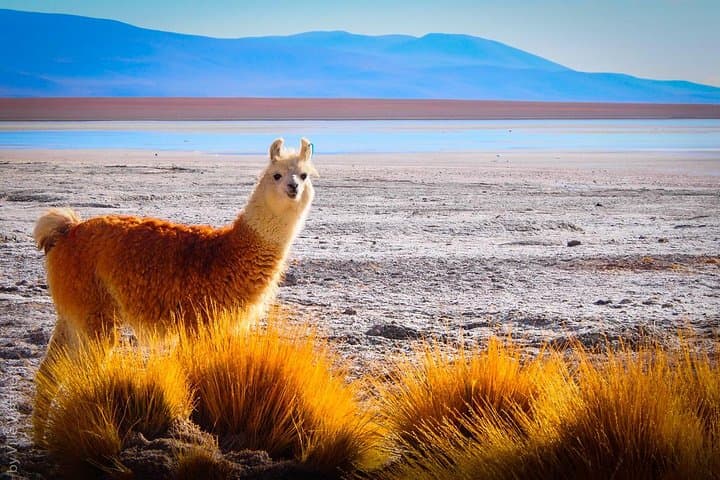 4-Day Uyuni & La Paz from Puno — Salar de Uyuni Salt-Flat Expedition