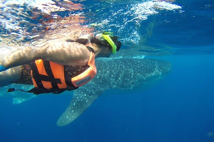 How to Swim with Whale Sharks from Tulum: Half-Day Guide photo 4