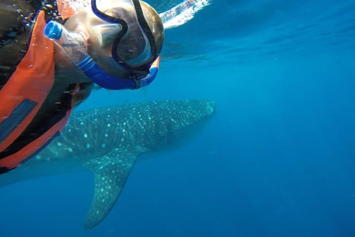 Private Whale Shark Tour from Cancun — Swim with Whale Sharks Off Isla Mujeres photo 6