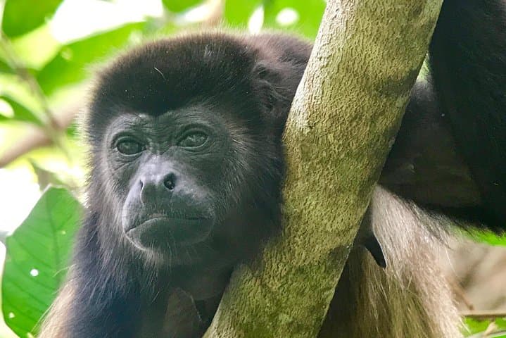 Manuel Antonio National Park Wildlife Tour — Half‑Day Rainforest & Beach Wildlife Walk photo 3