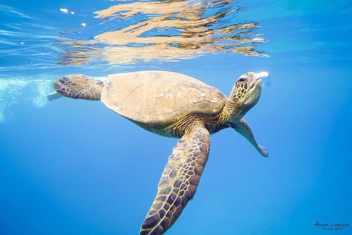 Afternoon Snorkel from Ka'anapali Beach — West Maui Turtle & Reef Trip photo 2
