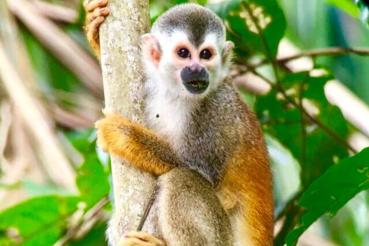 Manuel Antonio National Park Wildlife Tour — Half‑Day Rainforest & Beach Wildlife Walk photo 1