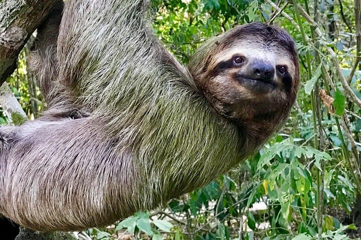 Manuel Antonio National Park Wildlife Tour — Half‑Day Rainforest & Beach Wildlife Walk photo 2