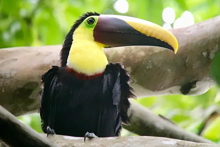 Manuel Antonio National Park Wildlife Tour — Half‑Day Rainforest & Beach Wildlife Walk photo 4