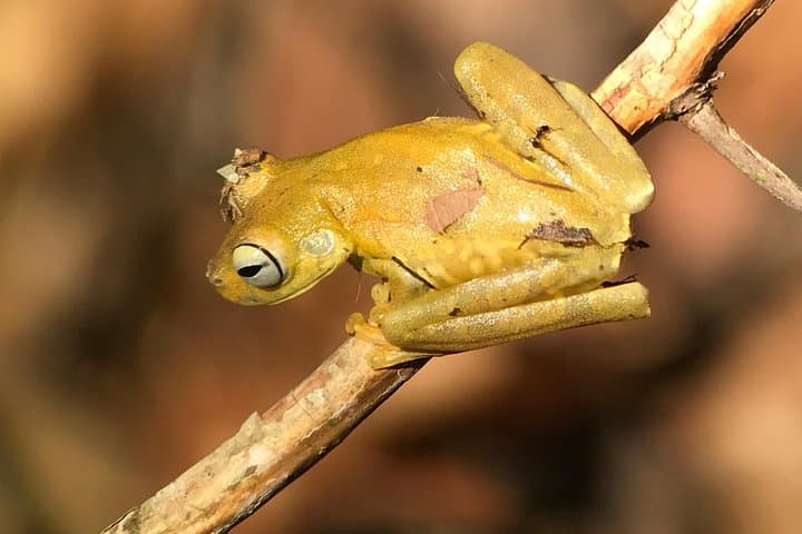 Rainmaker Reserve: Suspension Bridges and Waterfall Hike near Quepos photo 2